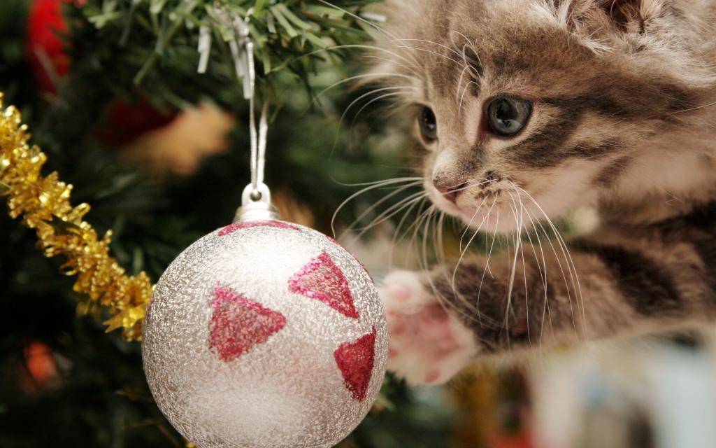 happy-kitten-igrivyy-kotenok.jpg